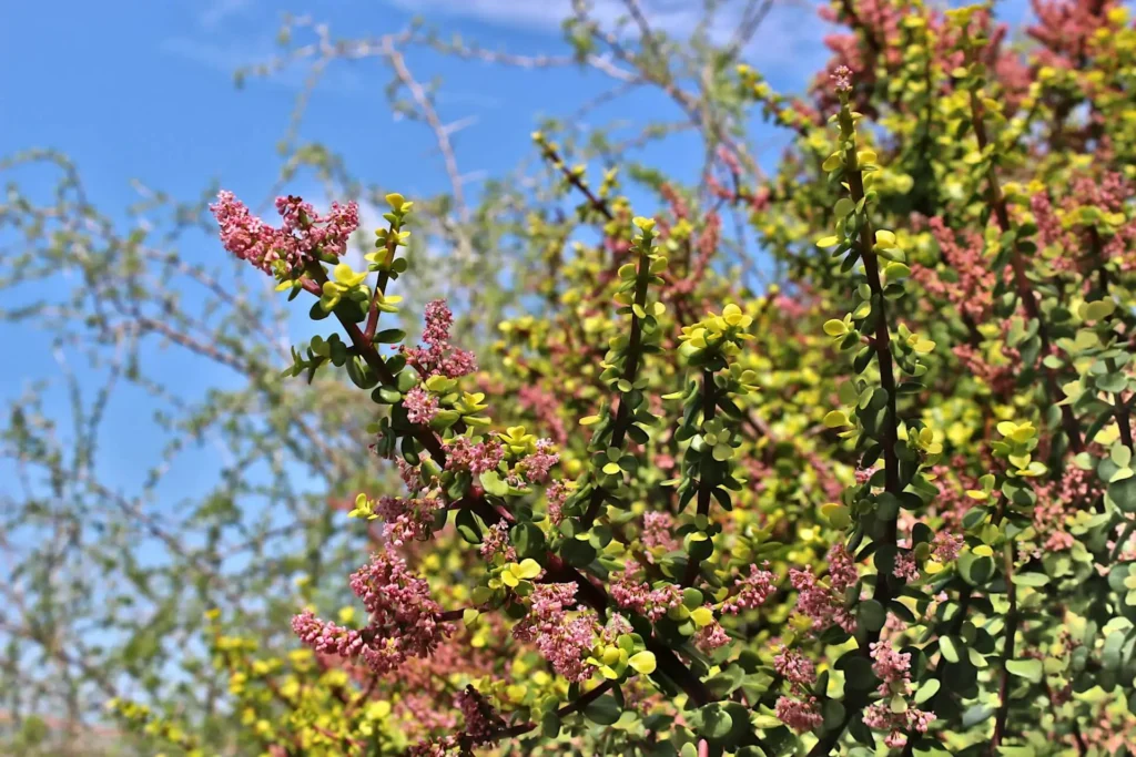ushy Portulacaria afra plant with small round green leaves and red flowers, growing densely
