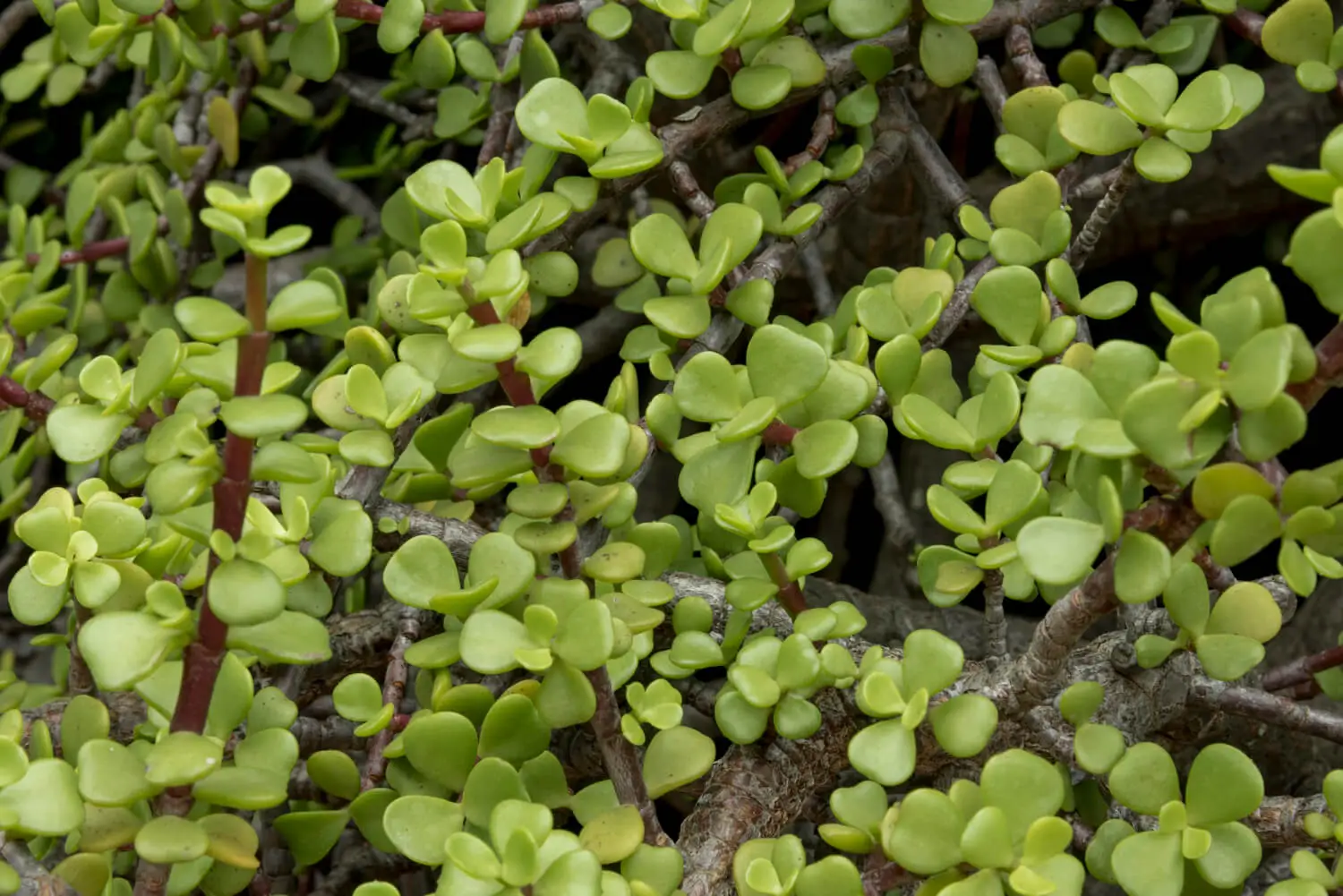 Close-up of Spekboom (Portulacaria afra) leaves and stems, a drought-resistant succulent native to South Africa.