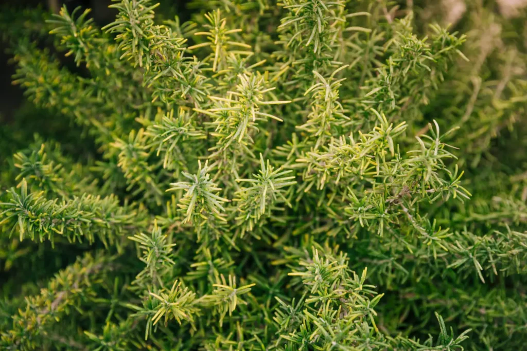 Plants 1 Creeping Rosemary Plant – Fresh Aromatic Herb for Landscaping and Cooking