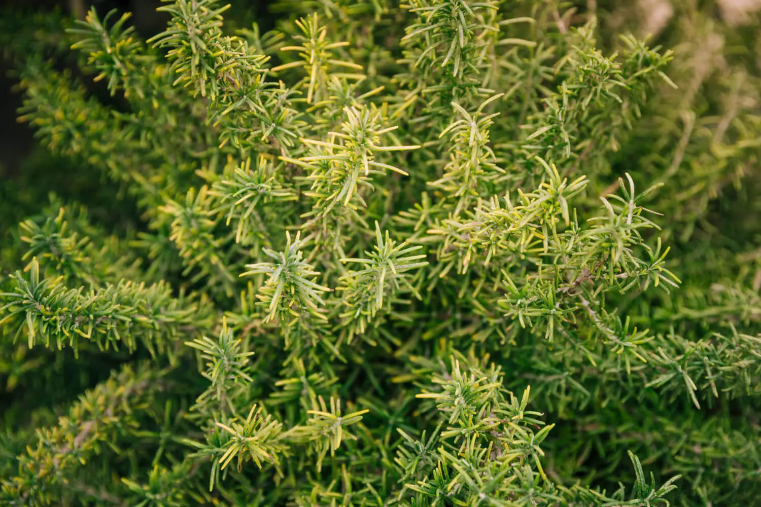 Creeping Rosemary Plant – Fresh Aromatic Herb for Landscaping and Cooking