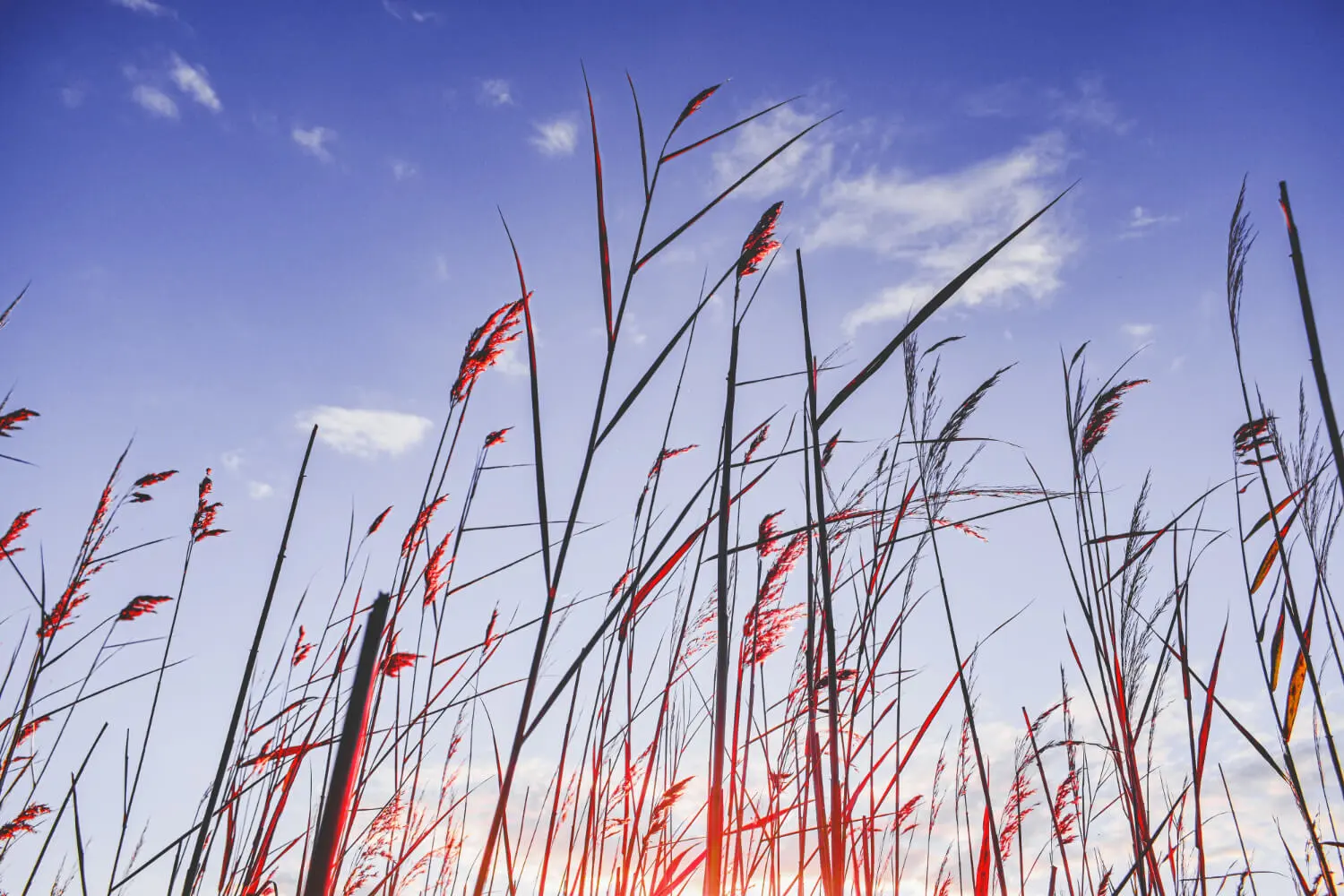 Tall crimson fountain grass with red-tinted plumes silhouetted against a vibrant sunset sky