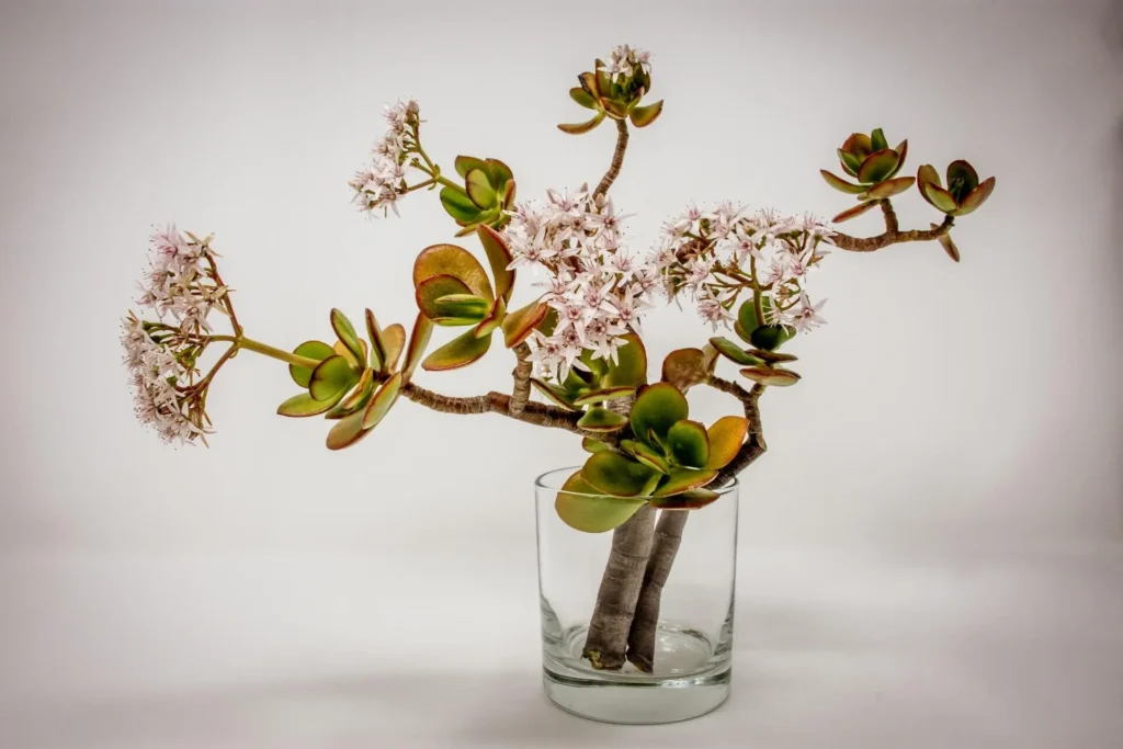 Plants 1 A flowering jade plant styled as a bonsai in a glass container with pinkish-white blooms and thick green leaves