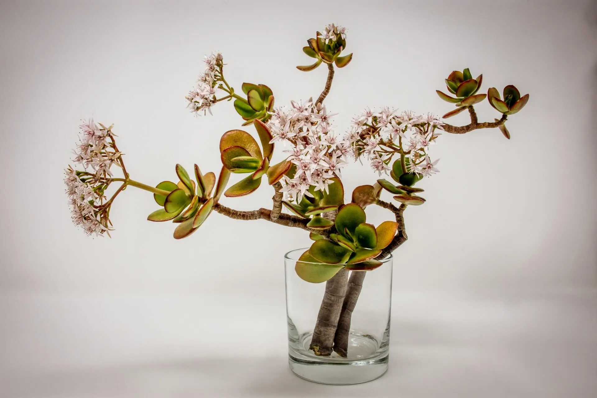 A flowering jade plant styled as a bonsai in a glass container with pinkish-white blooms and thick green leaves