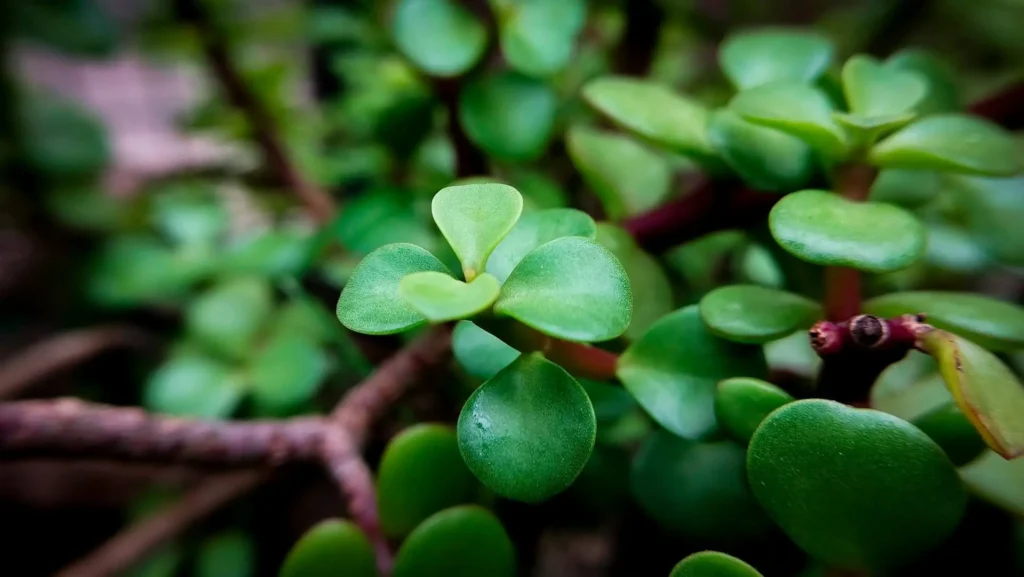 Ultimate Guide to (Crassula Ovata) Jade Plant Care: Indoor & Outdoor 2 Close-up of jade plant leaves showing thick, fleshy, green foliage with a smooth texture