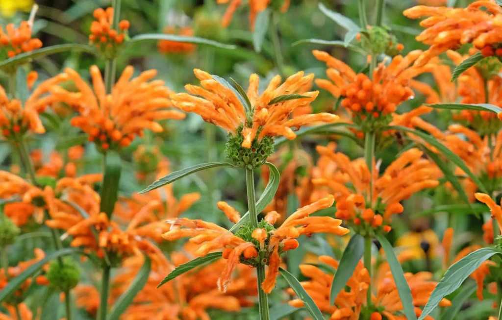 Plants 1 Wild Dagga plant